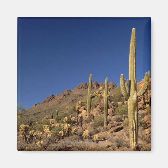 Aimant Cactus du Saguaro et Tucson Mountains, Tucson (Devant)