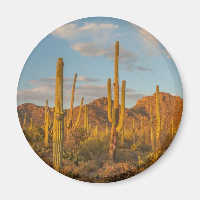 Aimant Cactus saguaro au coucher du soleil, Arizona (Devant)