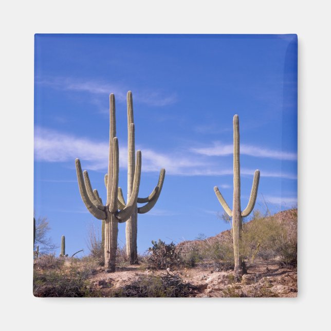 Aimant Cactus saguaro géant multi-bras, Saguaro (Devant)