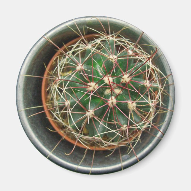 Aimant Cactus sur réfrigérateur (Devant)