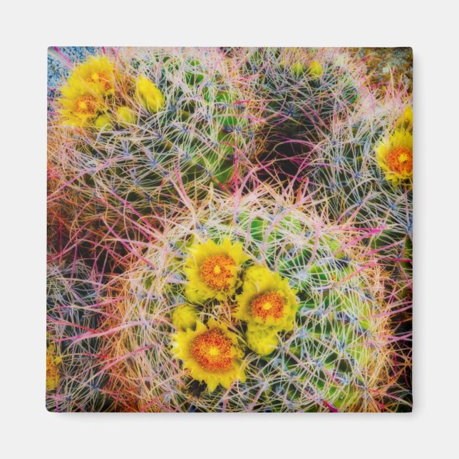 Aimant Cactus tonneau en gros plan, Californie (Devant)