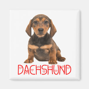 Aimant Cadeau pour amateur de chiots mignons Teckel