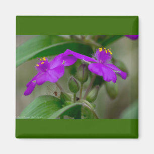 Aimant Cadeaux de fleurs sauvages jumelles Fuchsia Spider