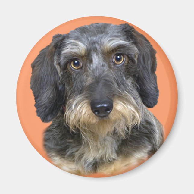 Aimant Cadeaux de Portrait de Long Haired Dachshund (Devant)