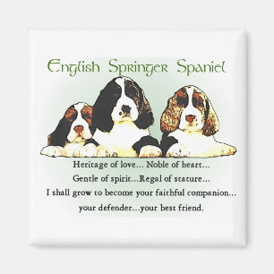 Aimant Cadeaux d'épagneul de springer anglais