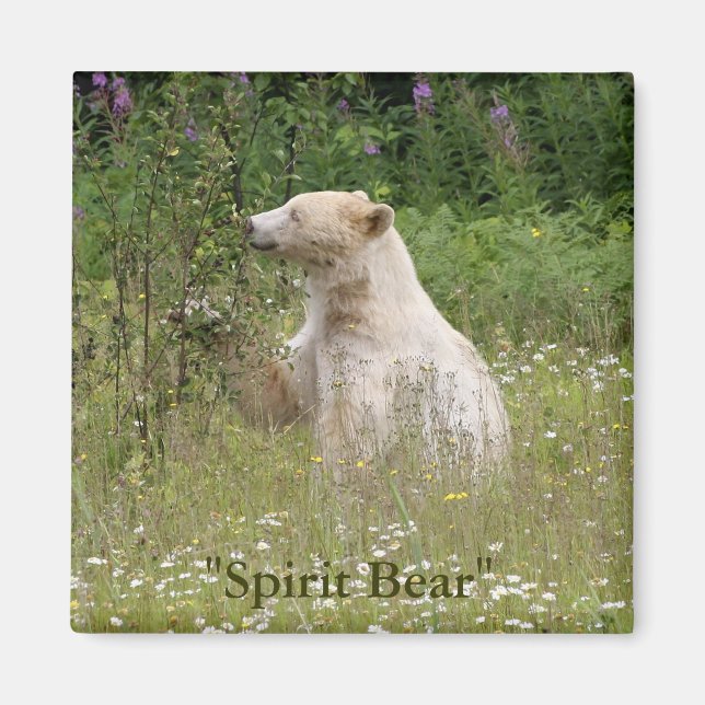 Aimant Cadeaux d'ours d'esprit (Devant)
