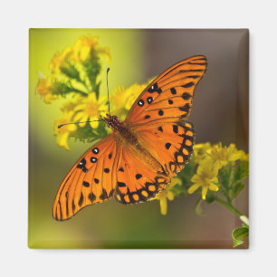 Aimant Cadeaux et Vêtements Papillon du Golfe Fritillaire