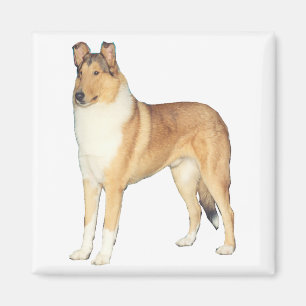 Aimant Cadeaux Smooth Collie