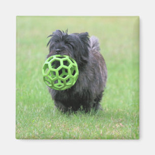 Aimant Cairn terrier