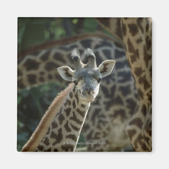 Aimant Calf girafe avec girafe (Devant)