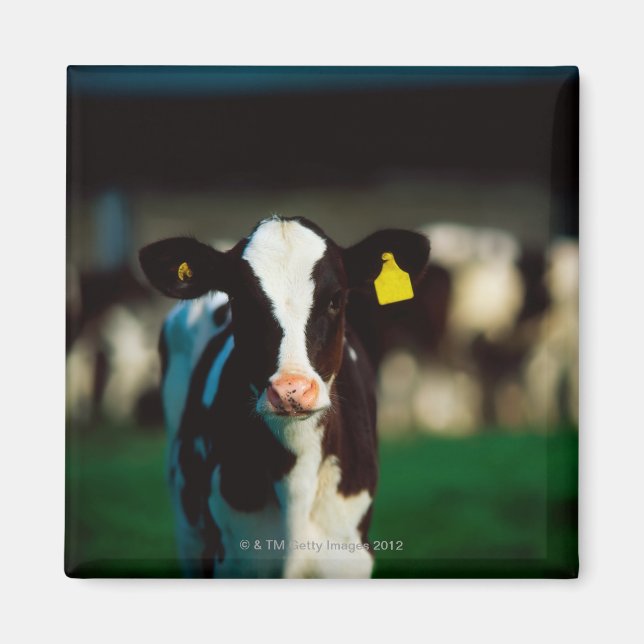 Aimant Calf Holstein-Friesian (Devant)