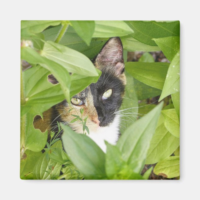 Aimant Calico Cat dans les Zinnias (Devant)