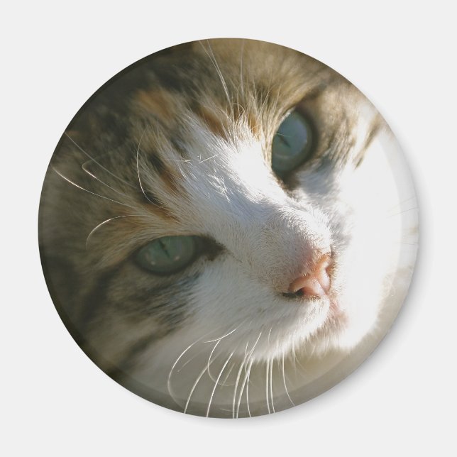 Aimant Calico Tiger (Devant)
