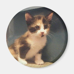Aimant Calicot impertinent Kitty