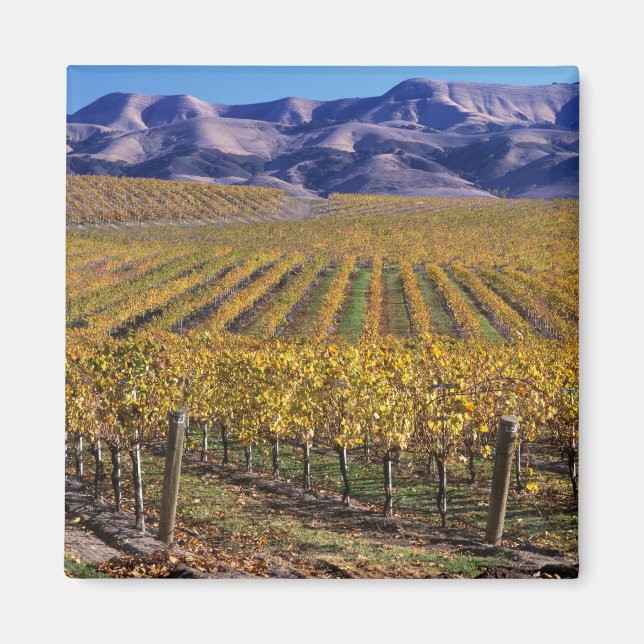 Aimant Californie, San Luis Obispo Comté, Edna Valley (Devant)