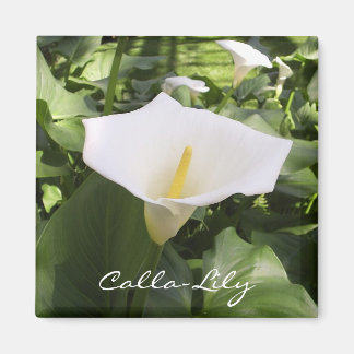 Aimant Calla-Lily