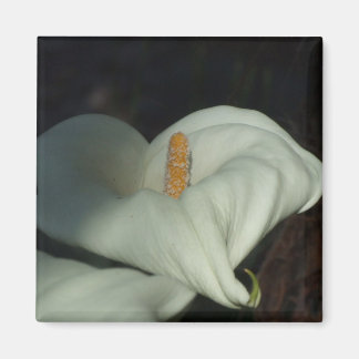 Aimant Calla Lily Dawn