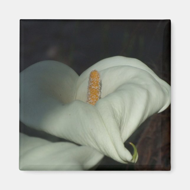 Aimant Calla Lily Dawn (Devant)