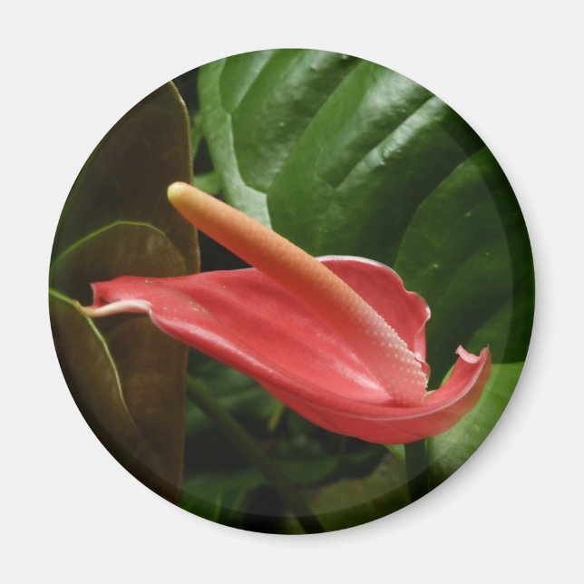 Aimant Calla Rose Lily Élégant Floral (Devant)
