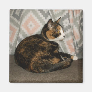 Aimant Callie Cat sur Sofa