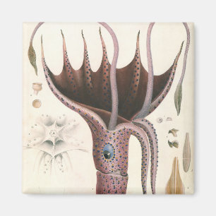 Aimant Calmar Parasol, Animaux Marins Vintage