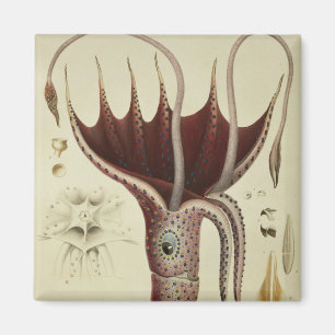 Aimant Calmar, Pl.2 de 'Histoire Naturelle