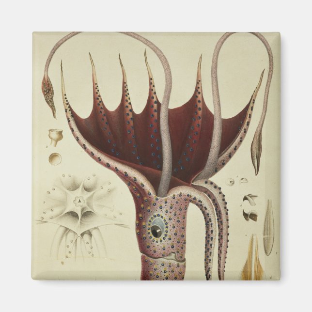 Aimant Calmar, Pl.2 de 'Histoire Naturelle (Devant)