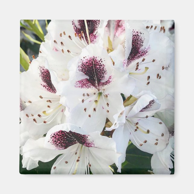 Aimant Calsap Rhododendrons (Devant)