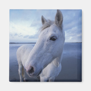 Aimant Camargue Horse