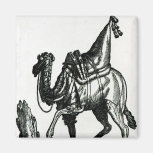 Aimant Camel