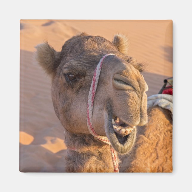 Aimant Camel amusant (Devant)