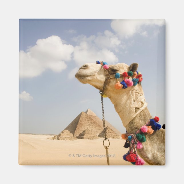 Aimant Camel avec Pyramides Gizeh, Egypte (Devant)