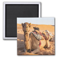 Camel dans le désert d'Oman