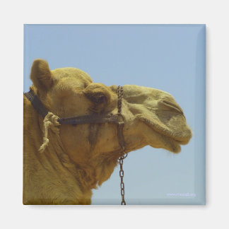 Aimant Camel souriant en profil