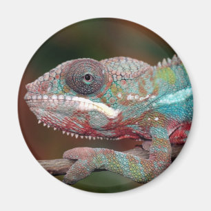 Aimant caméléon