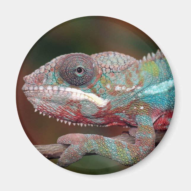 Aimant caméléon (Devant)