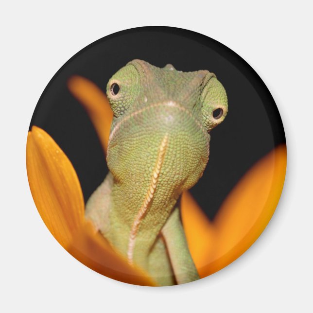 Aimant caméléon (Devant)