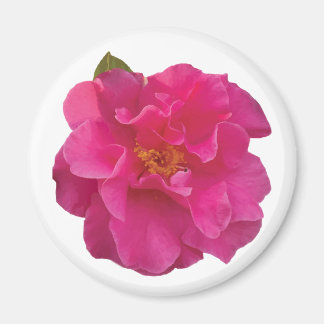 Aimant Camélia Réaliste Rose Fuchsia Fleurie