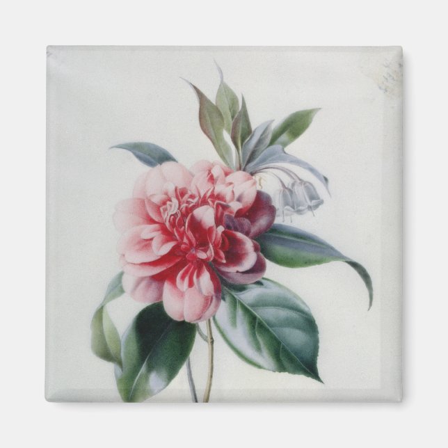 Aimant Camellia (Devant)