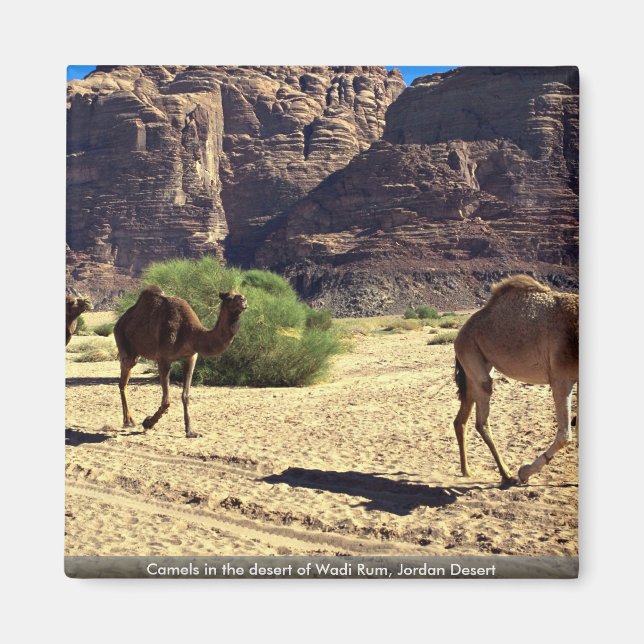 Aimant Camels dans le désert de Wadi Rum, le désert de Jo (Devant)