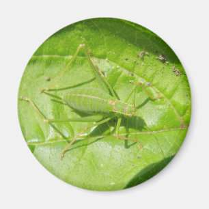 Aimant Camouflage de cricket vert