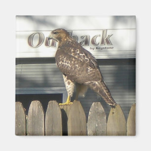 Aimant Camping Hawk