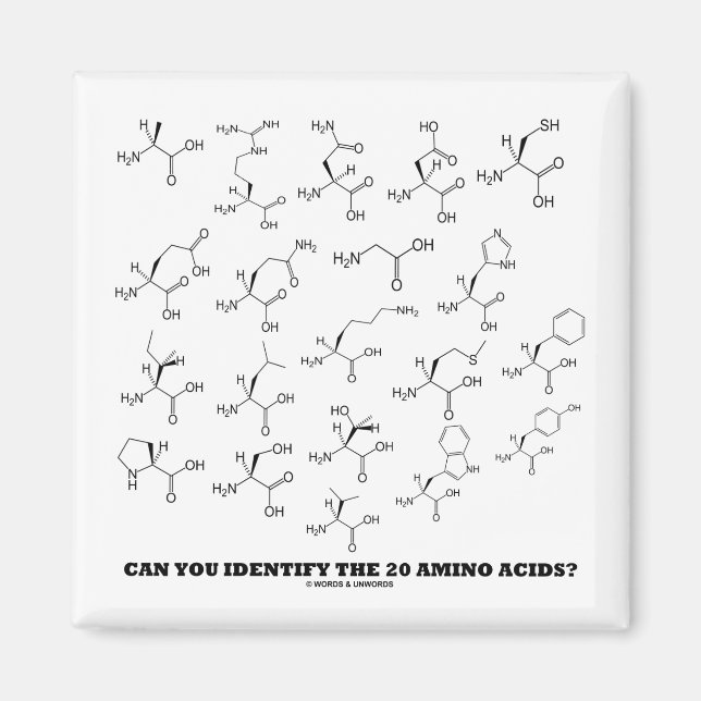 Aimant Can You Identify The 20 Amino Acids ? (Chemistry) (Devant)