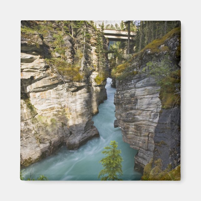 Aimant Canada, Alberta, parc national de Jasper, Athabasc (Devant)