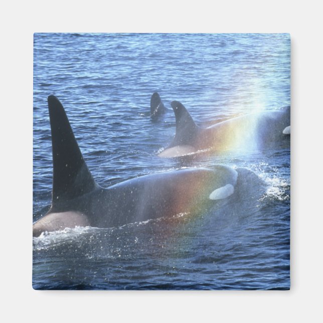 Aimant Canada, Colombie-Britannique, Johnstone Straight, (Devant)