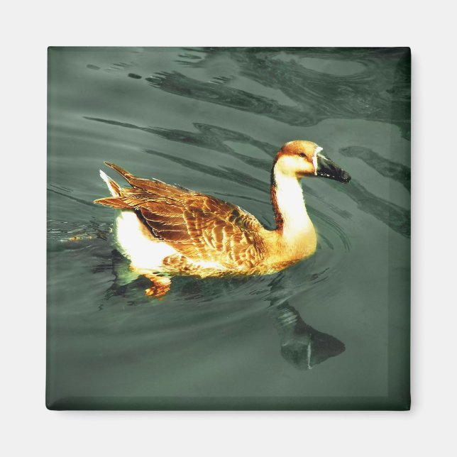 Aimant Canard (Devant)