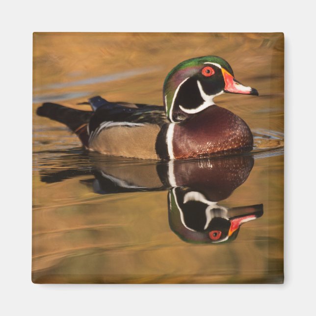 Aimant Canard à bois sur Golden Lake (Devant)