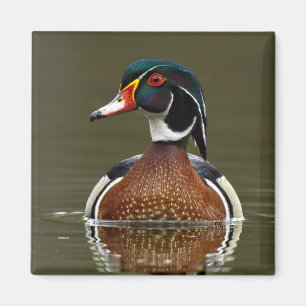 Aimant Canard à bois sur l'eau