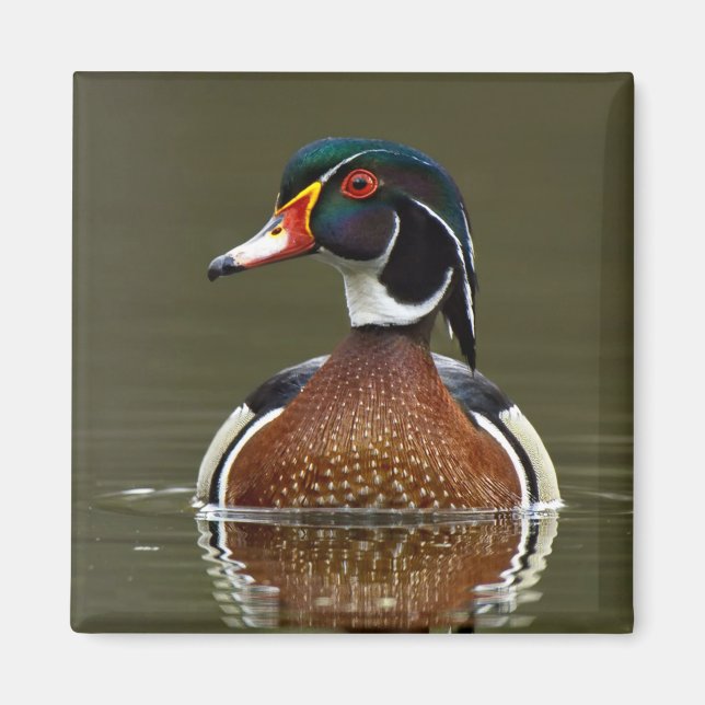 Aimant Canard à bois sur l'eau (Devant)