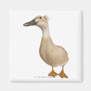Aimant Canard crêté femelle, 3 années